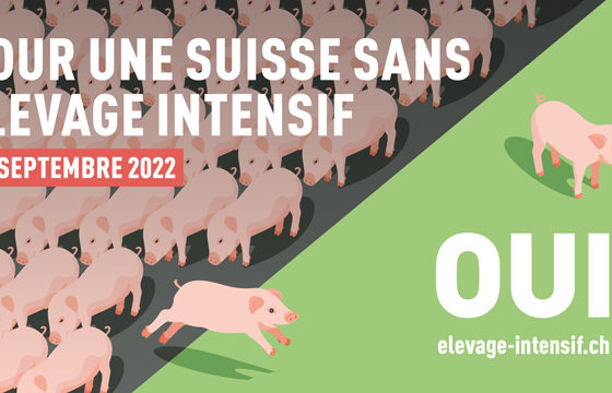 Contre l’élevage intensif, pourquoi dire oui